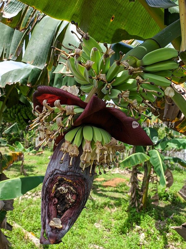 婆罗洲热带自然中的克波克香蕉花(Musa acuminata × balbisiana)